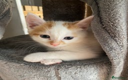 British Shorthair cats for sale: 3 beautiful British Shorthair Kittens  - Image 1