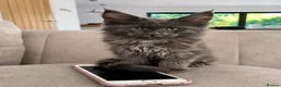 Maine Coon cats for sale: Maine Coon Kittens Russian & European Champ Lines  - Advert 1