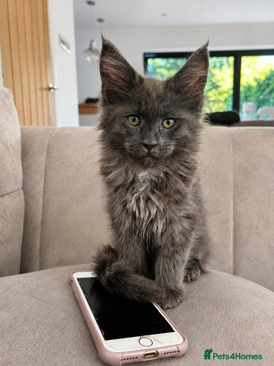Maine Coon cats for sale: Maine Coon Kittens Russian & European Champ Lines  - Advert 1