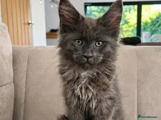 Maine Coon cats Maine Coon Kittens Russian & European Champ Lines - Advert 3
