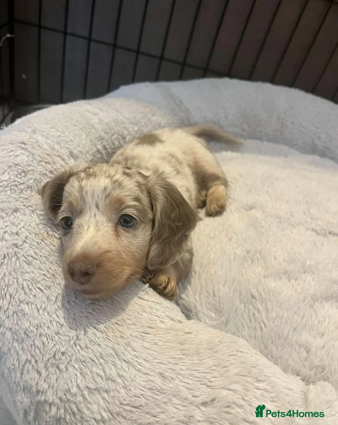 Miniature Dachshund dogs for sale:  Rare Isabella Dapples & Piebalds puppies in Leeds - Advert 1