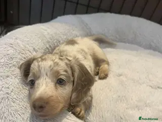 Miniature Dachshund dogs Rare Isabella Dapples & Piebalds puppies - Advert 12