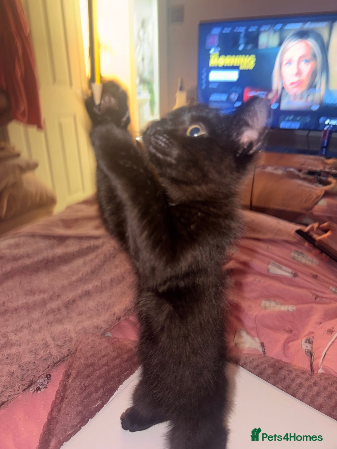 British Shorthair cats for sale: Black female kitten  - Advert 7