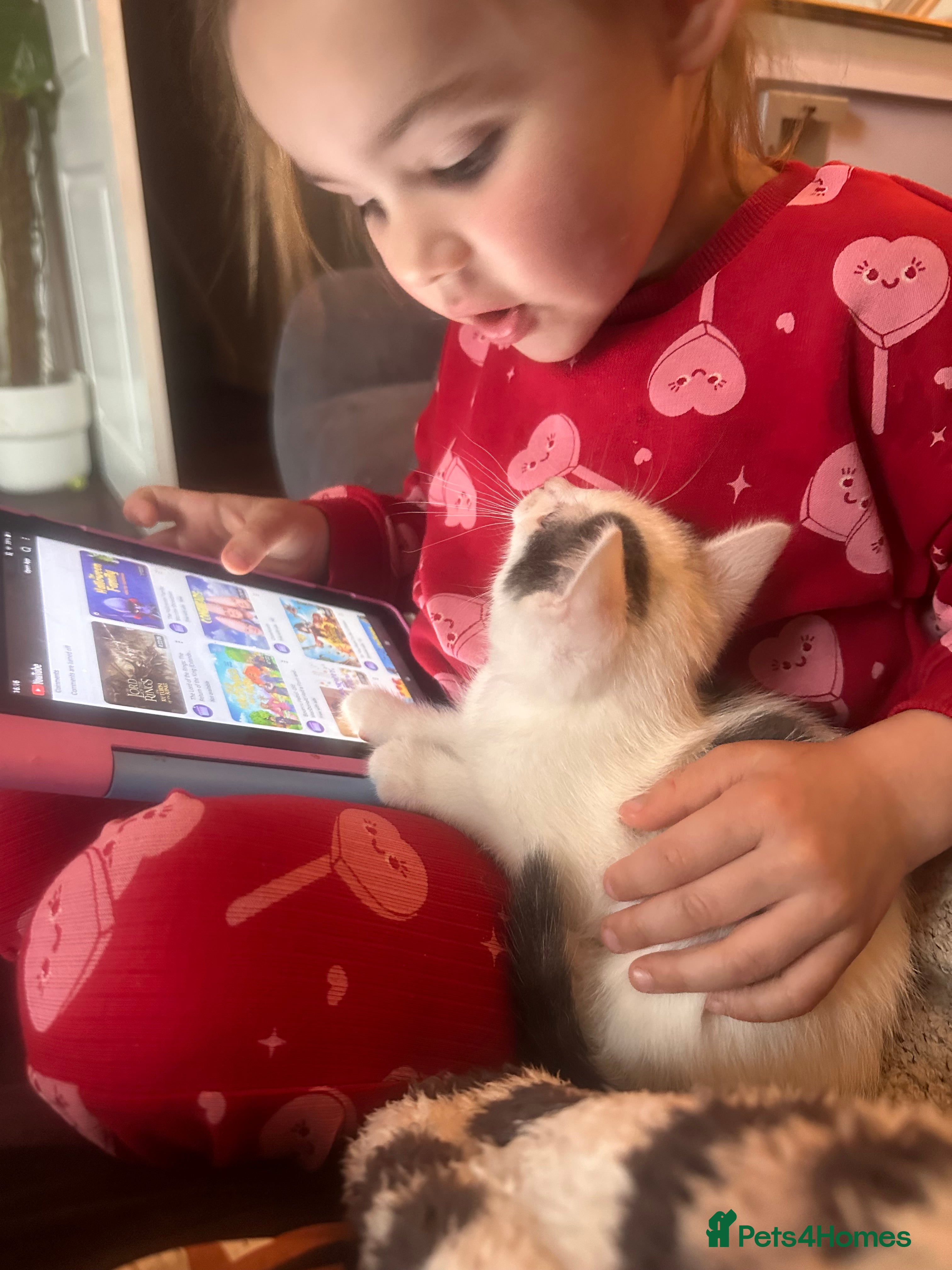 Mixed Breed cats Toe eaters! - Advert 2