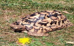 Tortoise reptiles for sale: Leopard Tortoise  - Image 2