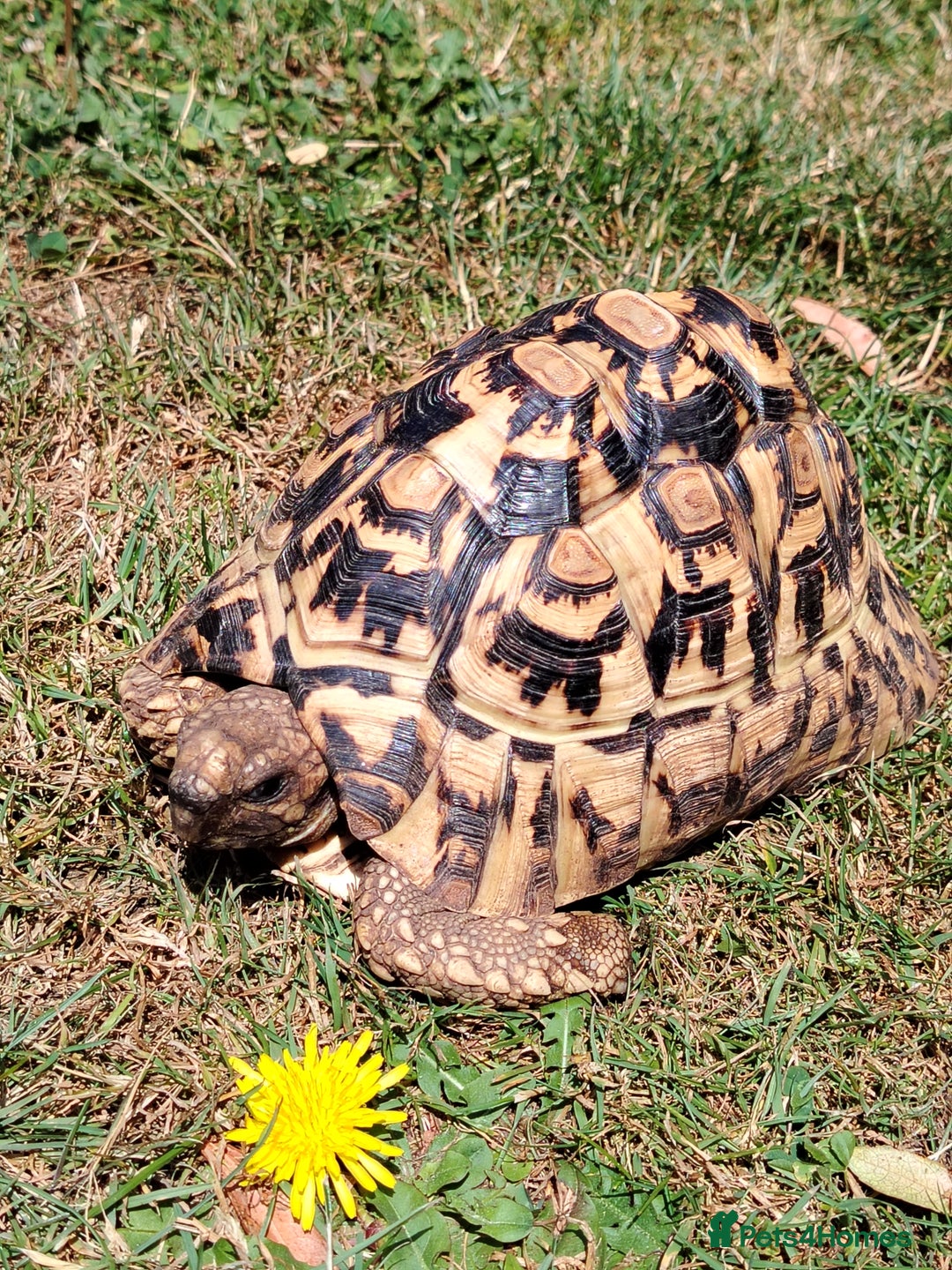 Tortoise reptiles for sale: Leopard Tortoise  - Image 2