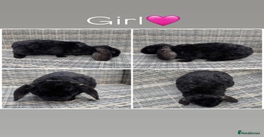 Mini Lop rabbits - Advert 5
