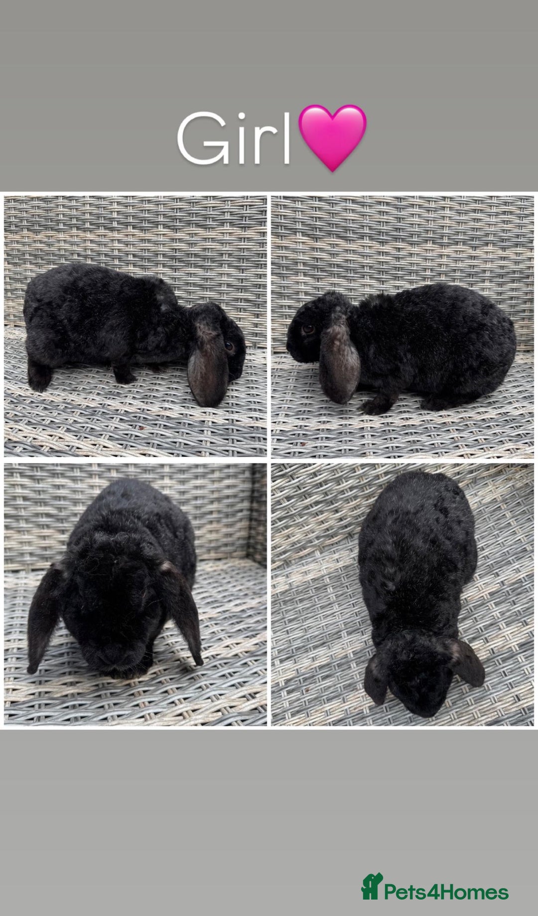 Mini Lop rabbits for sale: 1 female purebred mini lop & 2 female plush lops - Image 3