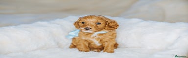 Cockapoo Puppy 2