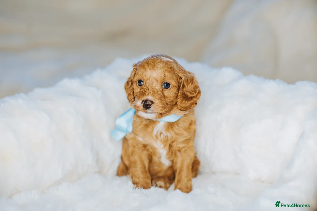 Cockapoo dogs for sale:  READY NOW!! 💙🐶💙2 boys Amazing F1b Cockapoos  - Advert 15