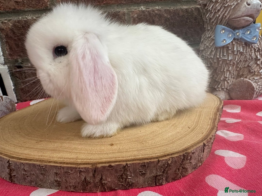 Mini Lop rabbits for sale: Beautiful mini lop bunnies ready to reserve  - Image 10