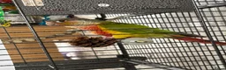 Conures birds for sale: pineapple cheek conure in Gloucester - Advert 5
