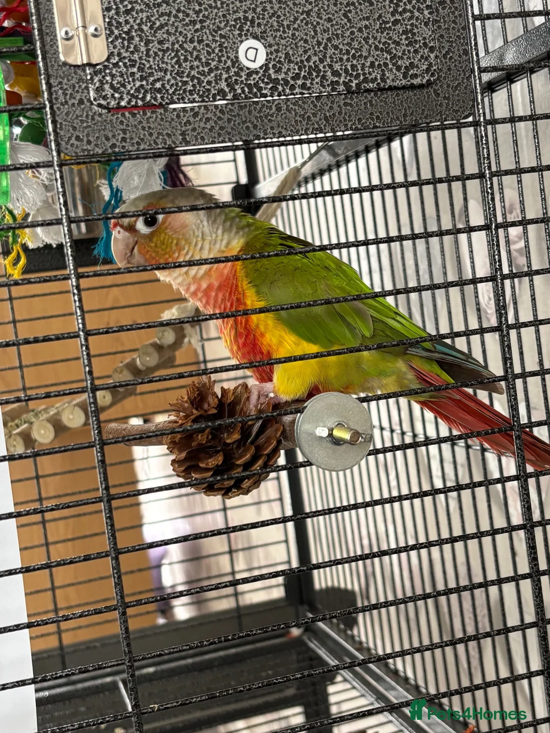 Conures birds for sale: pineapple cheek conure in Gloucester - Advert 5