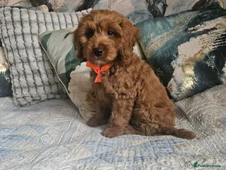 Cockapoo dogs Cockapoo - Advert 3