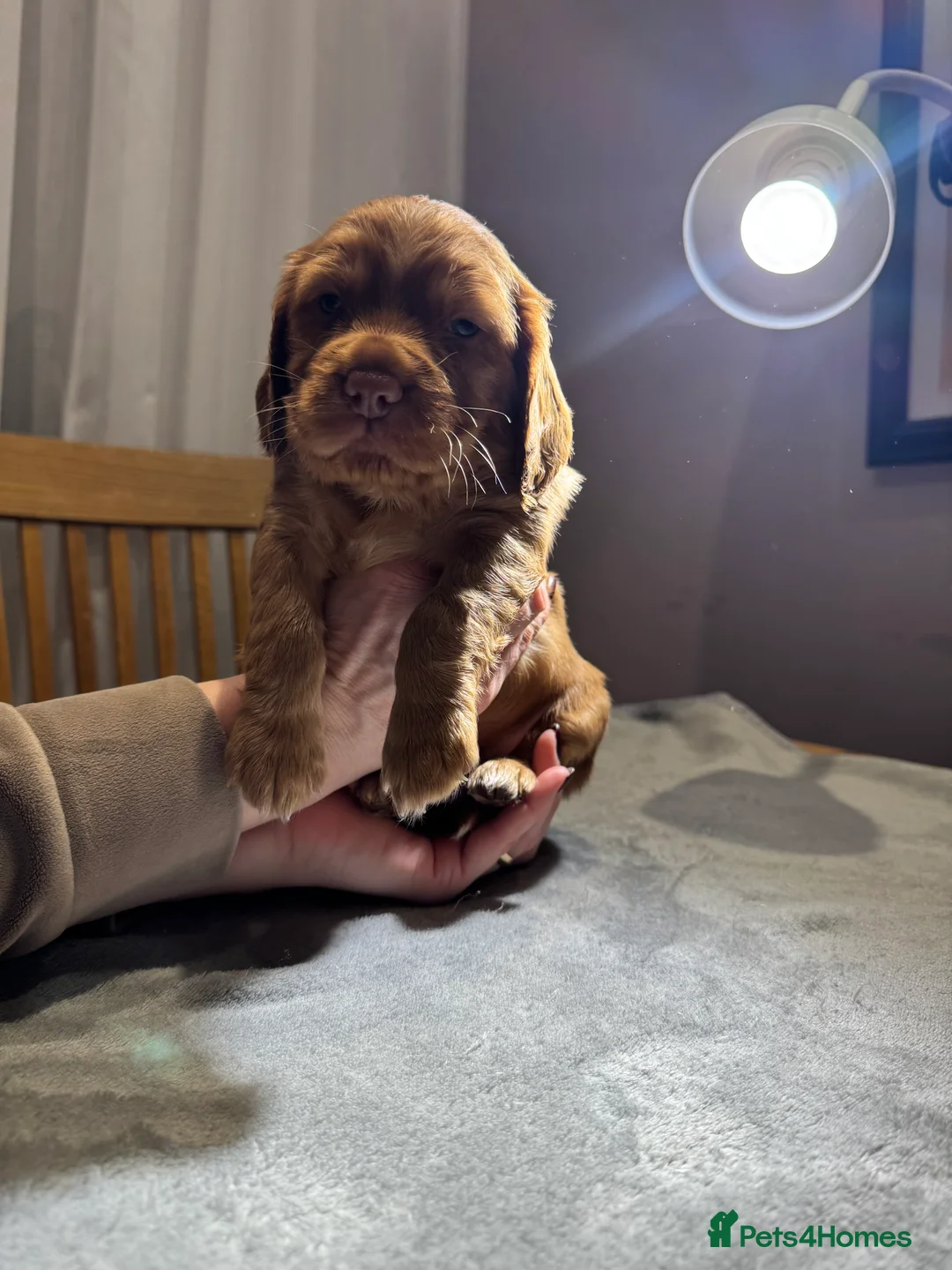 Cocker Spaniel dogs for sale: Adorable cocker spaniel puppies - Advert 7