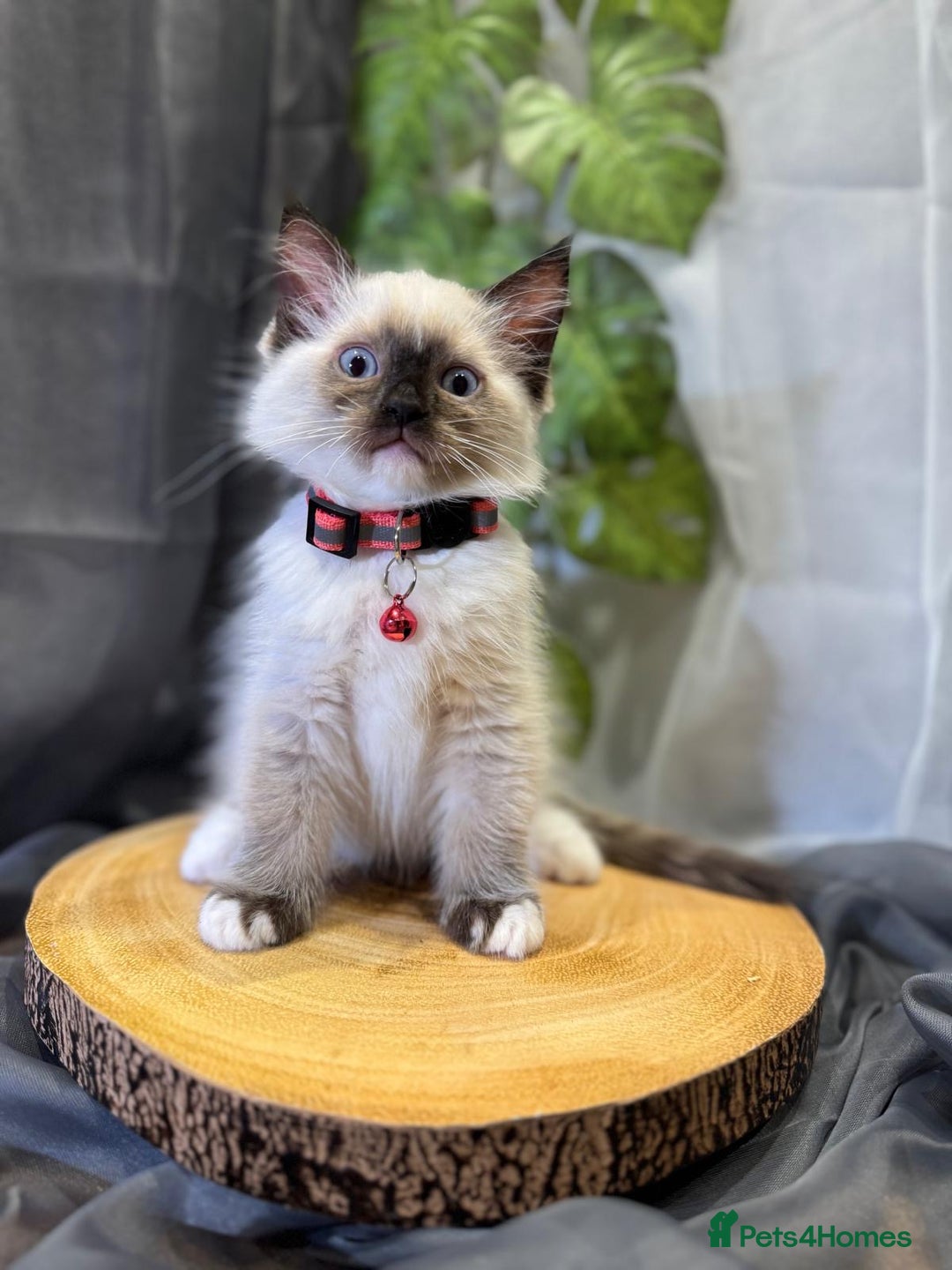 Ragdoll cats for sale: 💎 Purebred Ragdoll kittens-Champion Bloodlines 💎 - Image 21
