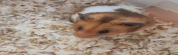 Hamster rodents for sale: Crumble | For Adoption | Male Syrian Hamster in Ipswich - Advert 4