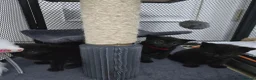 Mixed Breed cats for sale: Four Gorgeous Fluffy Black Kittens 🐈‍⬛🖤 - Advert 8