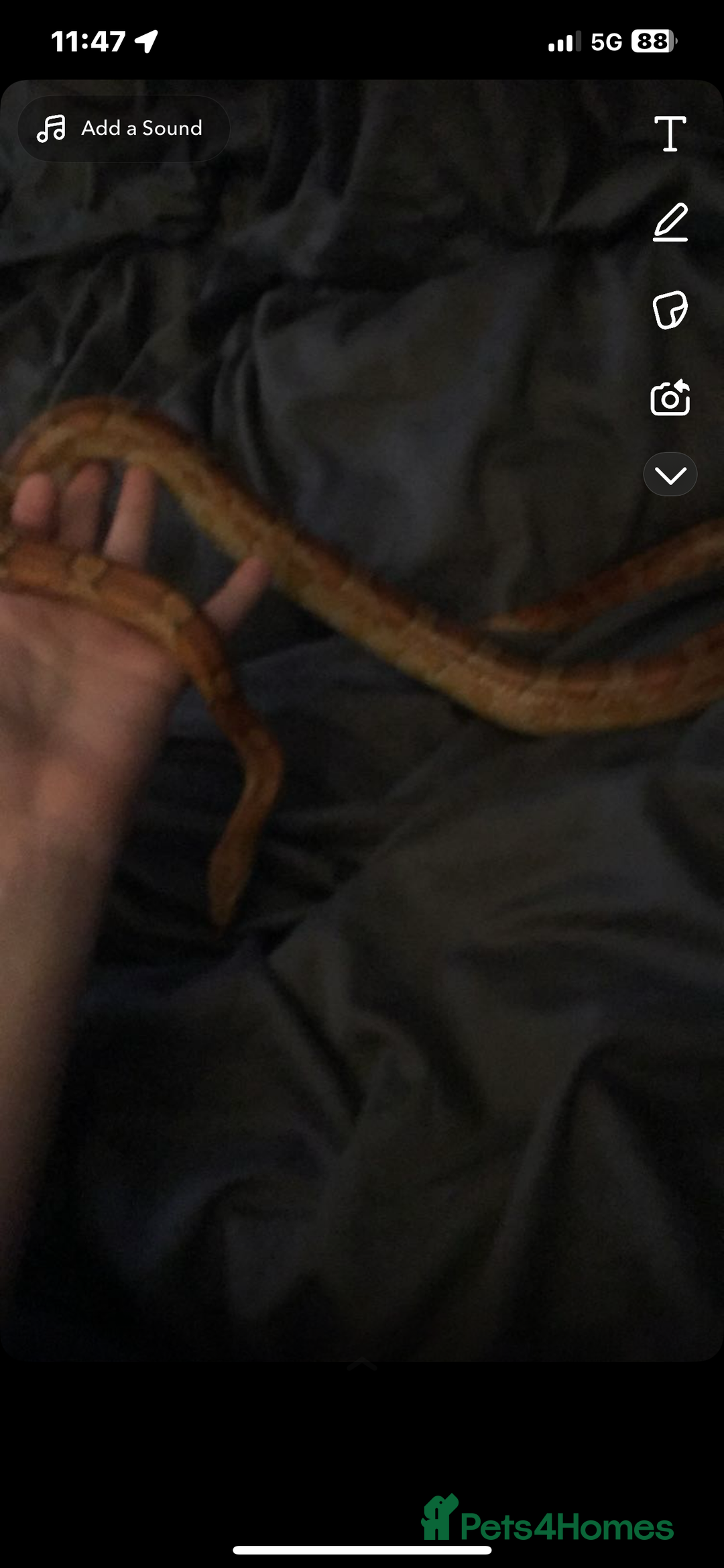Corn Snake reptiles for sale: Corn snake + set up - Image 9