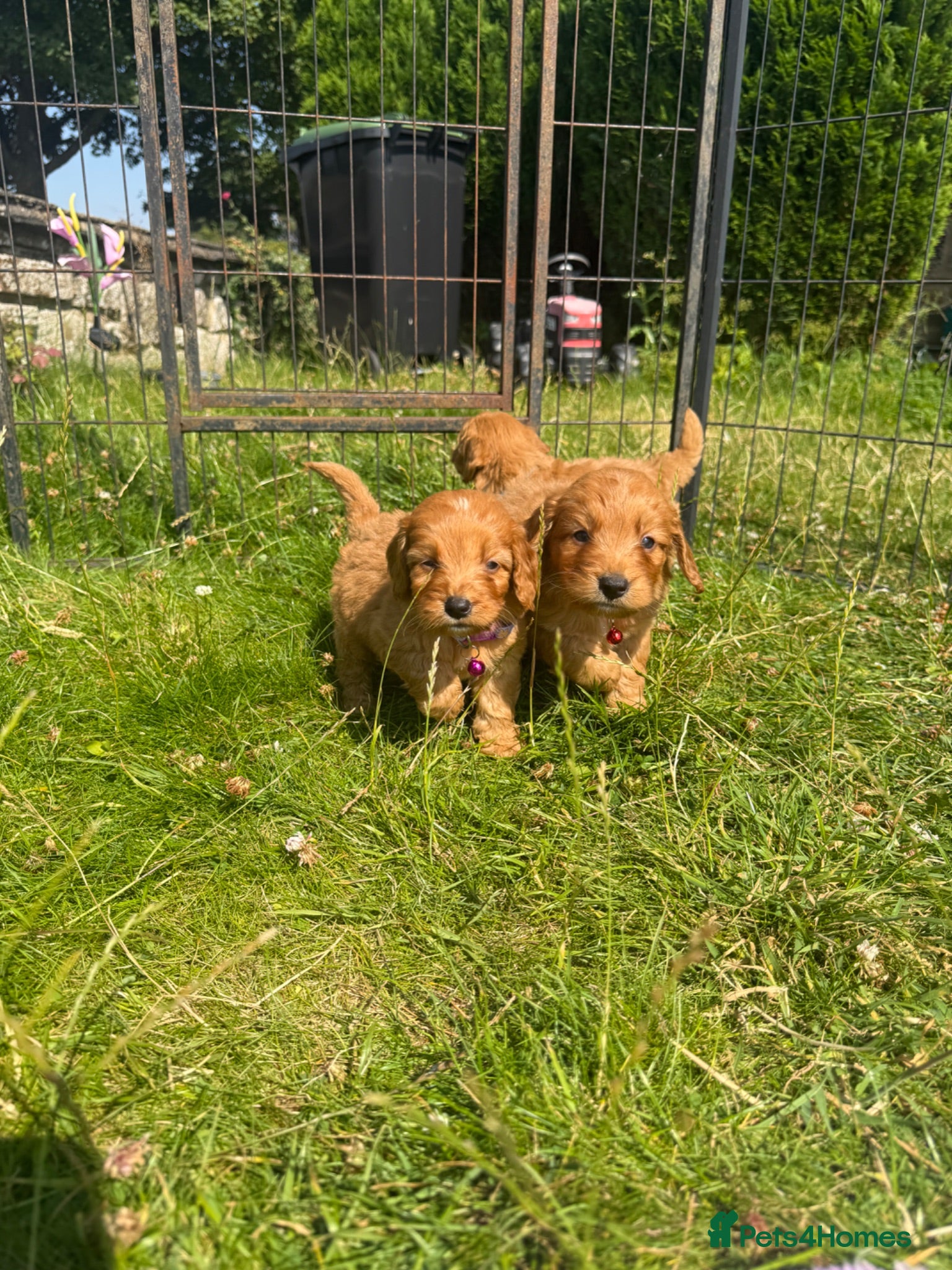 Cavapoo dogs for sale: Beautiful Red Toy Cavapoo Puppies - Advert 1