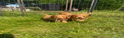 Cavapoo dogs for sale: Beautiful Red Toy Cavapoo Puppies - Advert 15