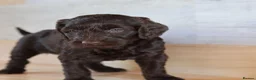 Australian Labradoodle dogs for sale: 🌈 Dark Chocolate (phantom) & Cream Girls ❤️ - Advert 20
