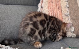 Bengal cats for sale: 💎Cashmere Bengal kittens (Bengal- Longhair) 💎 - Image 9
