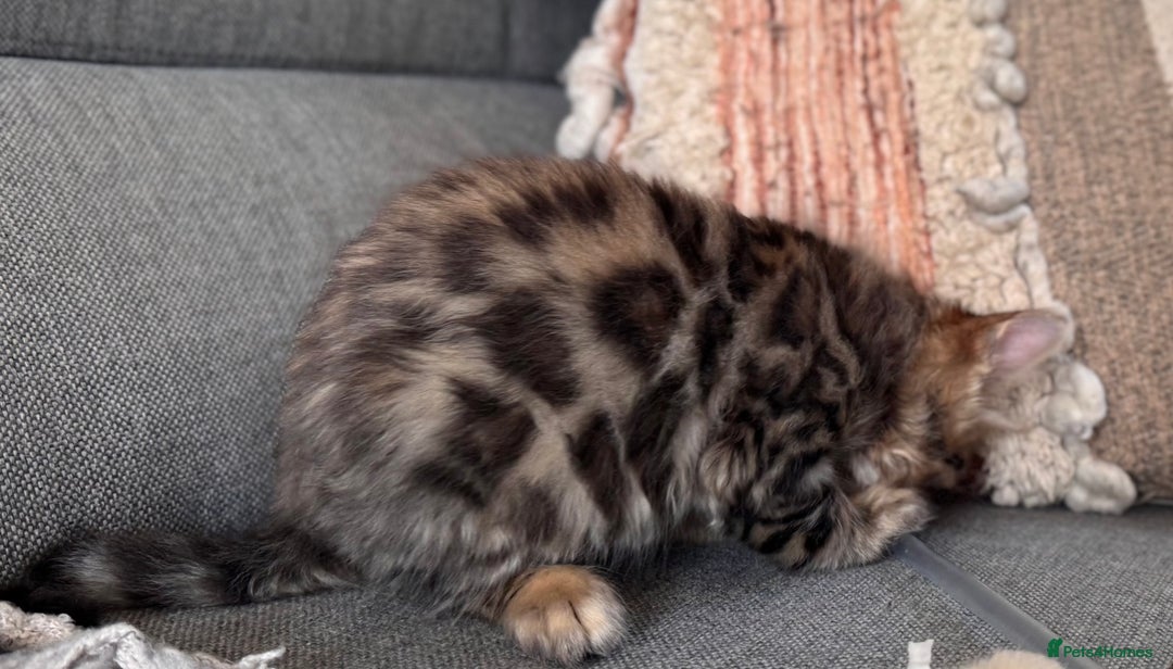 Bengal cats for sale: 💎Cashmere Bengal kittens (Bengal- Longhair) 💎 - Image 9
