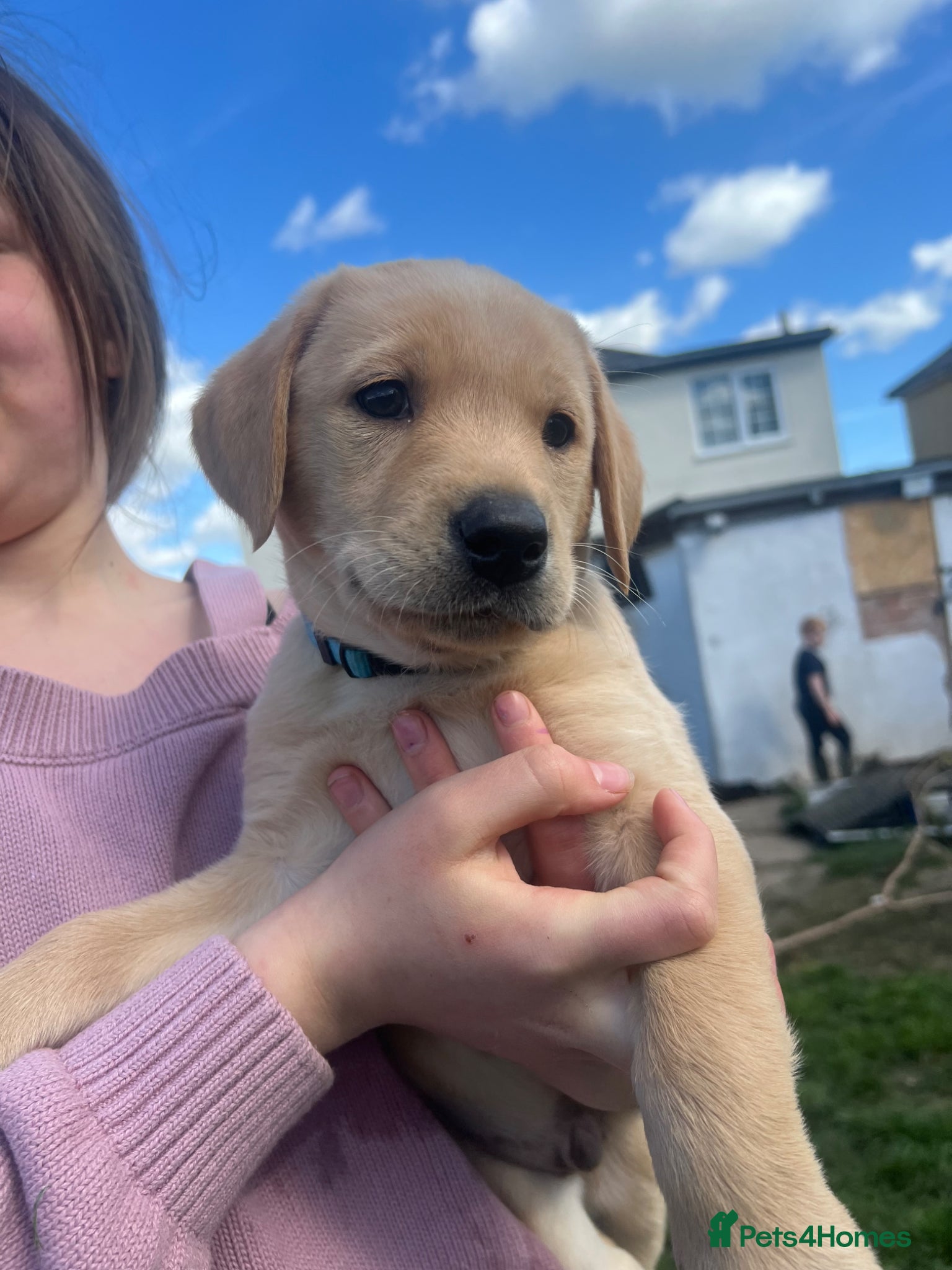 Labrador Retriever dogs KC registered working Labrador puppies - Advert 18