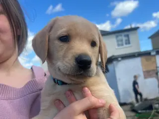Labrador Retriever dogs KC registered working Labrador puppies - Advert 18