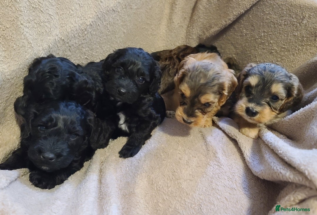 Cockapoo dogs for sale: Super Socialised F1 Cockapoo Puppies. DNA TESTED.  - Image 17