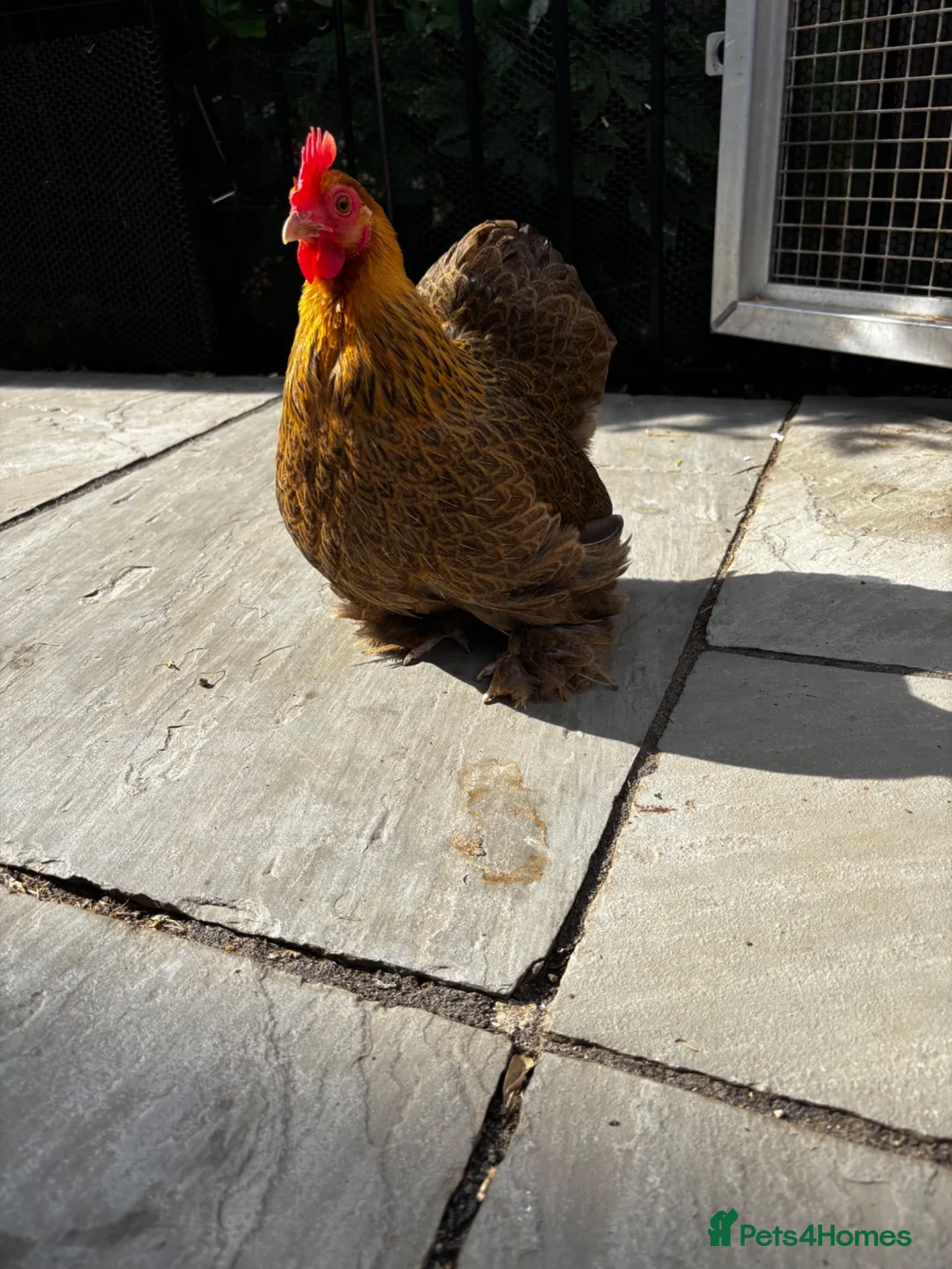 Chickens poultry for sale: Golden partridge Pekin bantam  - Advert 2