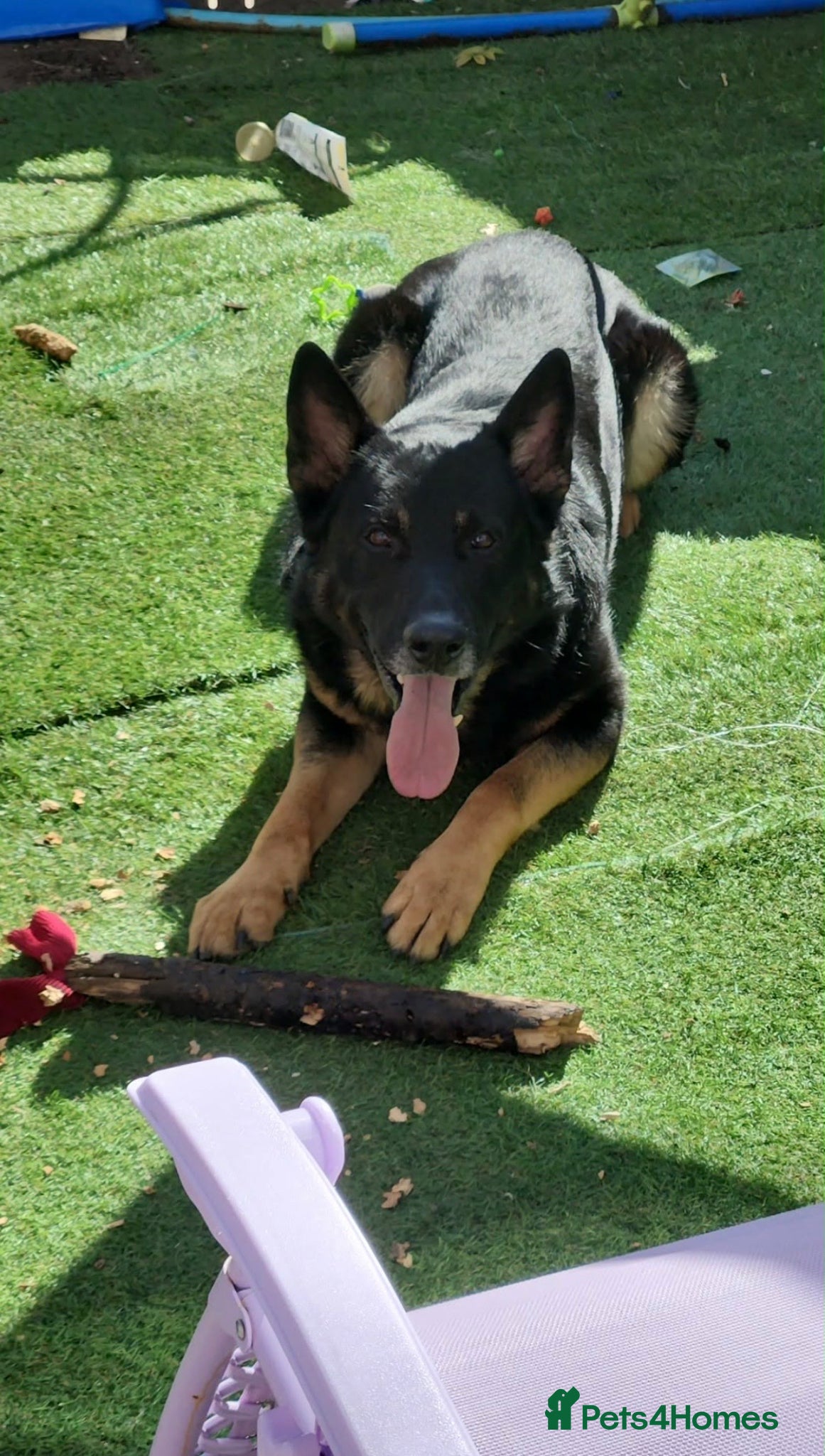 German Shepherd dogs 4 Year old Male German Shepherd  - Advert 10