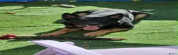 German Shepherd dogs for sale: 4 Year old Male German Shepherd  - Advert 1