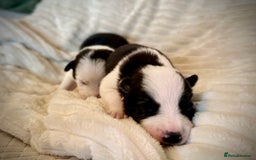 Border Collie dogs for sale: 6 Border Collie Pups For Sale **4 Boys Remaining** - Image 12