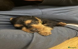 Lakeland Terrier dogs for sale: Lakeland Terrier pups - working style black & tan! - Image 19