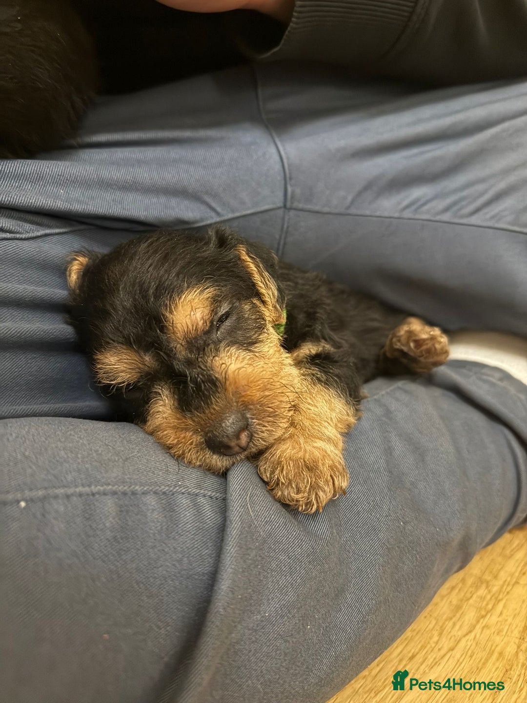 Lakeland Terrier dogs for sale: Lakeland Terrier pups - working style black & tan! - Image 19