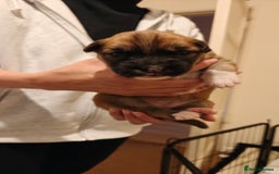 Mixed Breed dogs for sale: German Staffy Litter Available 12/10/25 - Image 23