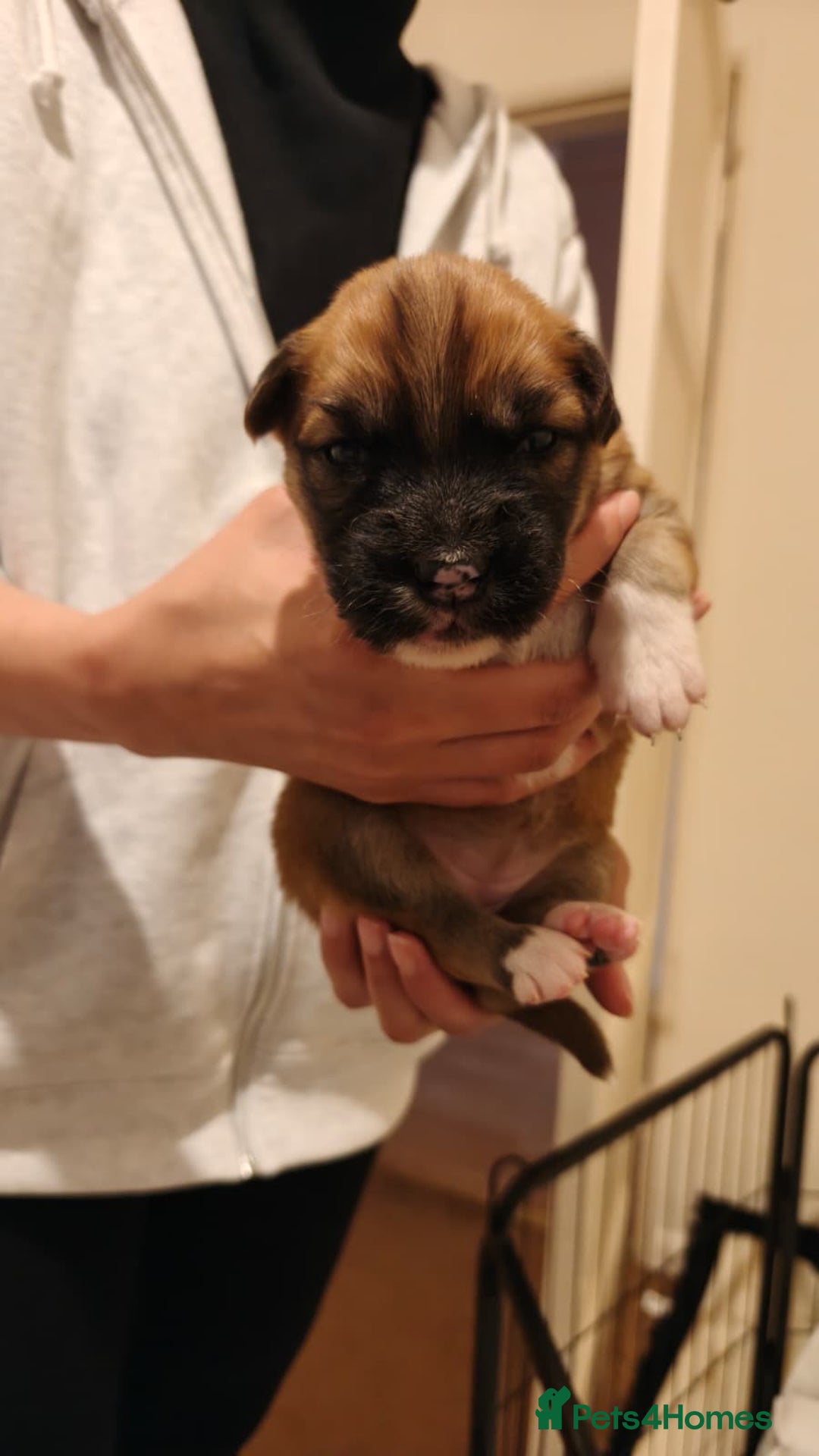 Mixed Breed dogs for sale: German Staffy Litter Available 12/10/25 - Image 23