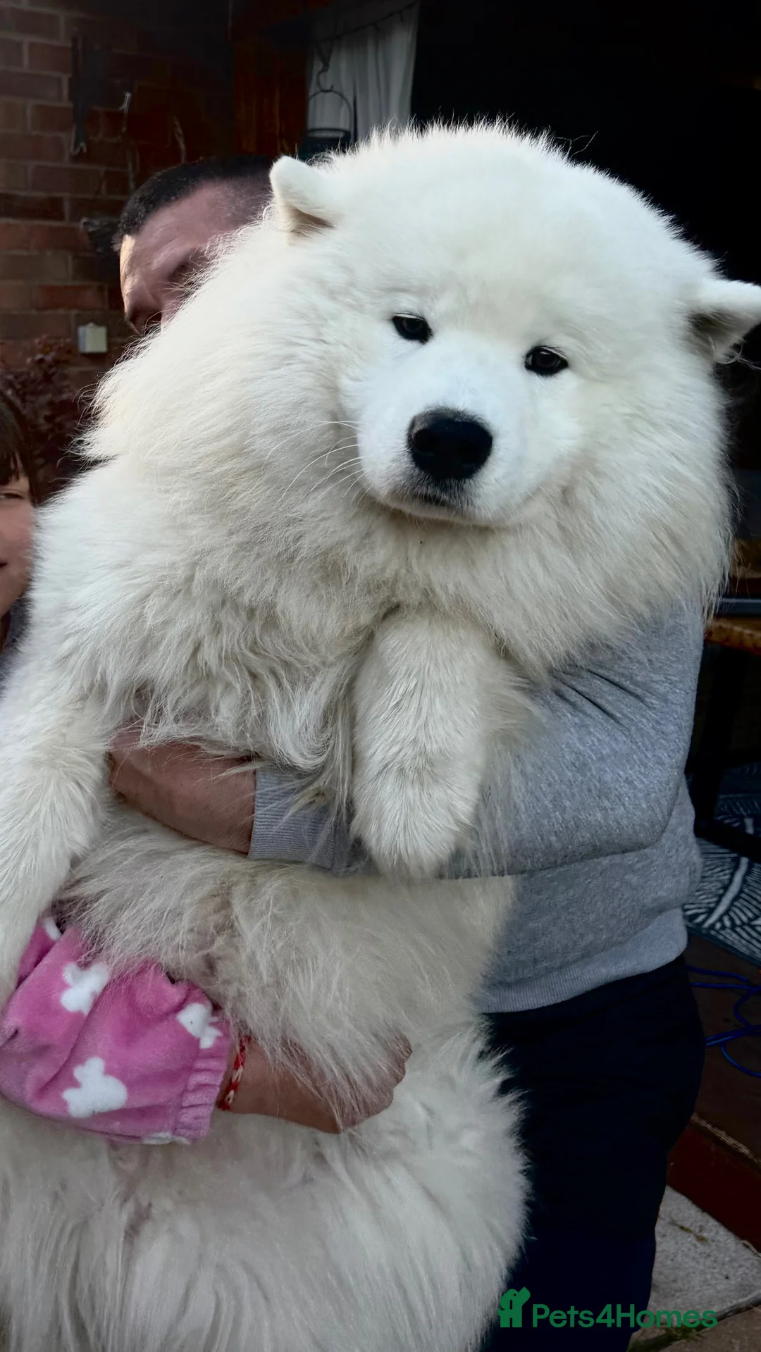 Samoyed dogs for stud: Elite Samoyed Stud–A Genetic Freek Bear Face type. in Deeside - Advert 2