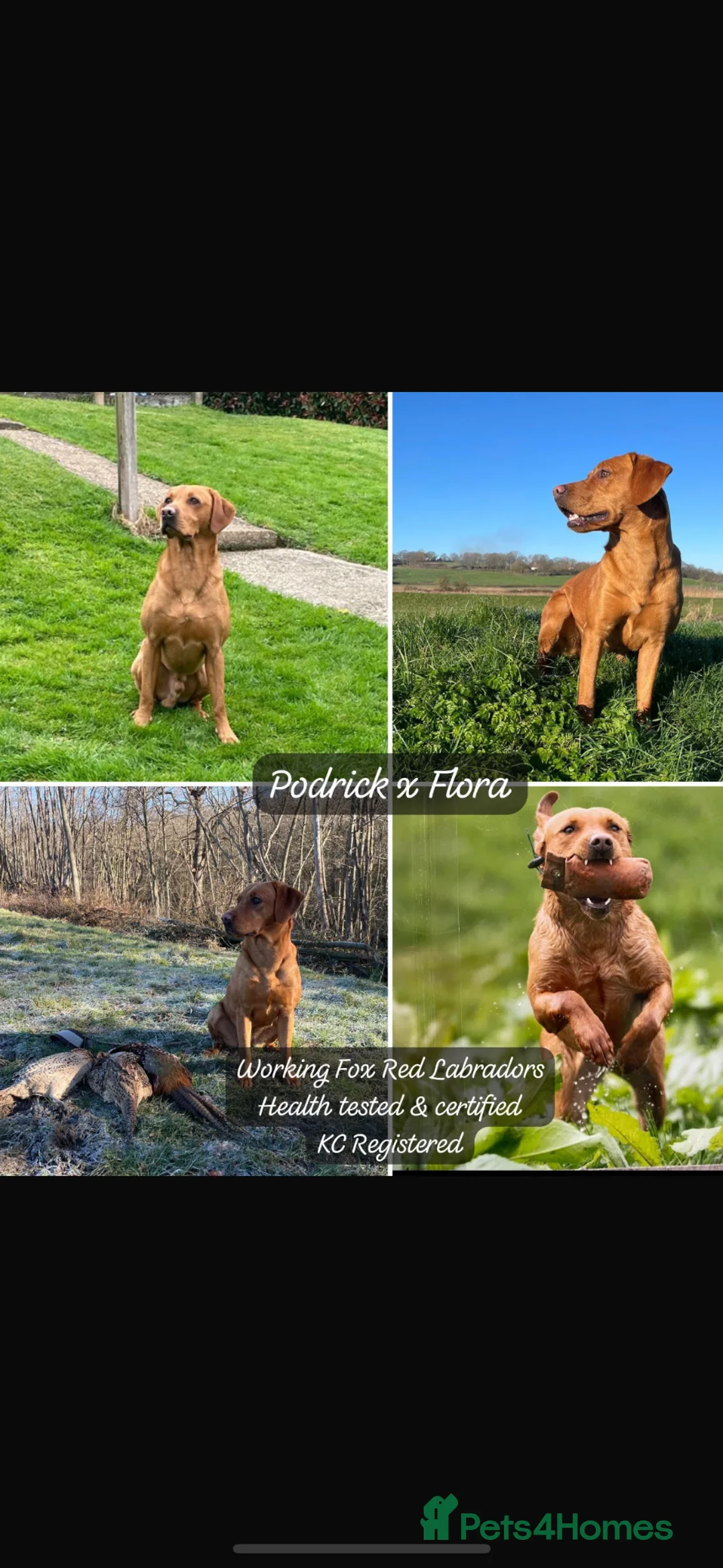 Labrador Retriever dogs for sale: Fox fed Labrador puppy in Heathfield - Advert 6