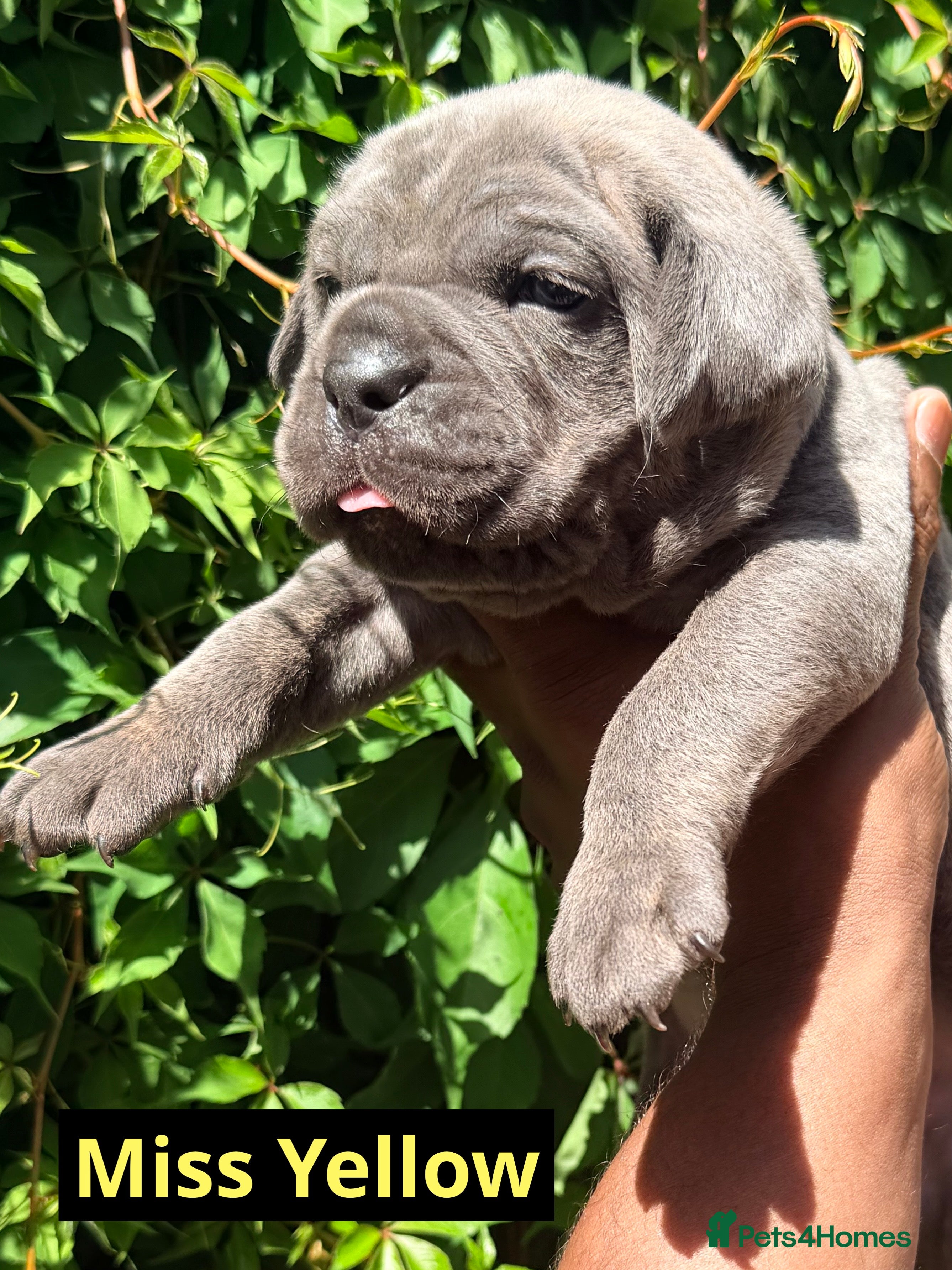Cane Corso dogs Final 3 girls, 1 boy  -health tested parents. - Advert 2