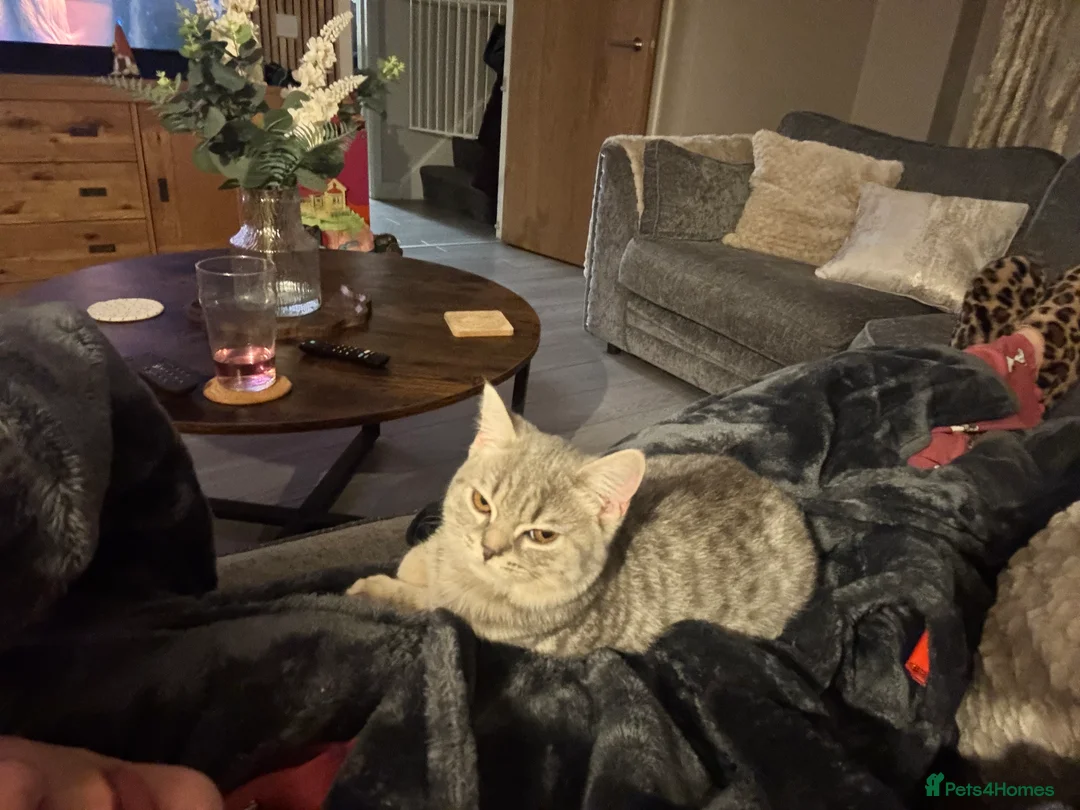 British Shorthair cats for sale: Luna the beautiful BSH - Advert 2