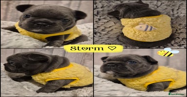 French Bulldog dogs - Advert 4