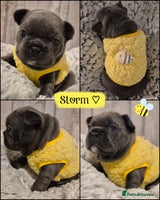 French Bulldog dogs - Advert 4