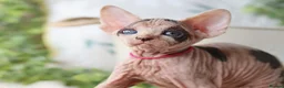 Sphynx cats for sale: Beautiful Pedigree Sphynx Kittens  - Advert 31