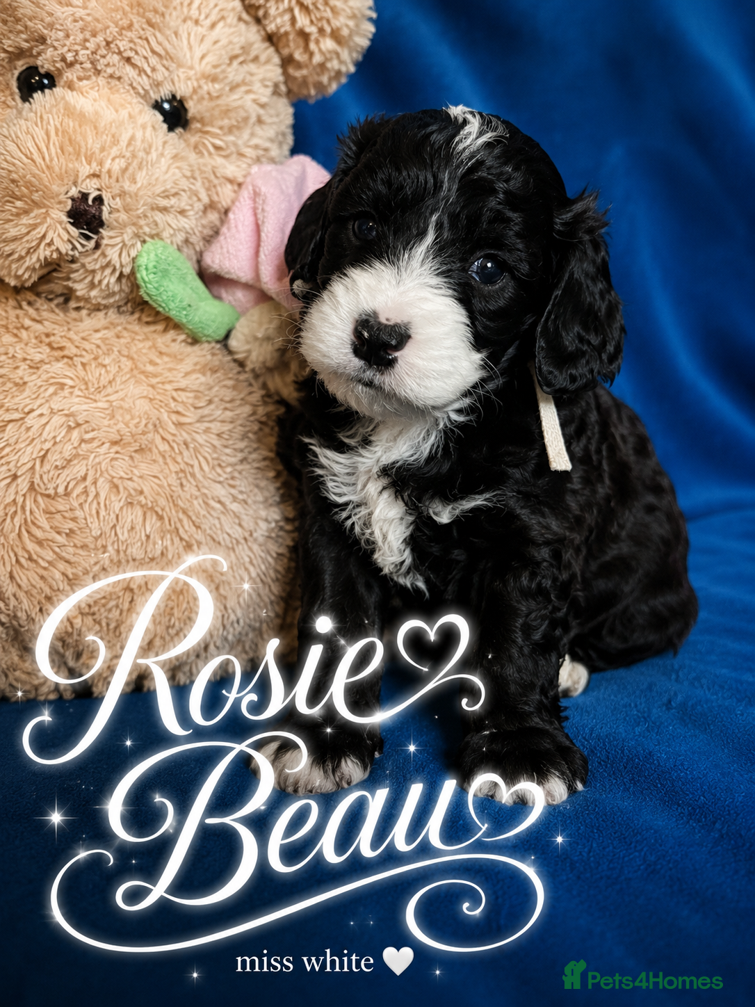 Cockapoo dogs Exceptional F1 Cockapoo Puppies - Advert 2