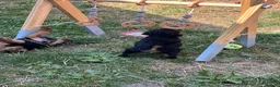 Welsh Terrier dogs for sale: Stunning litter of Welsh terrier puppies  - Advert 10