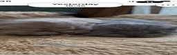 British Shorthair cats for sale: Boy kittens - Advert 1