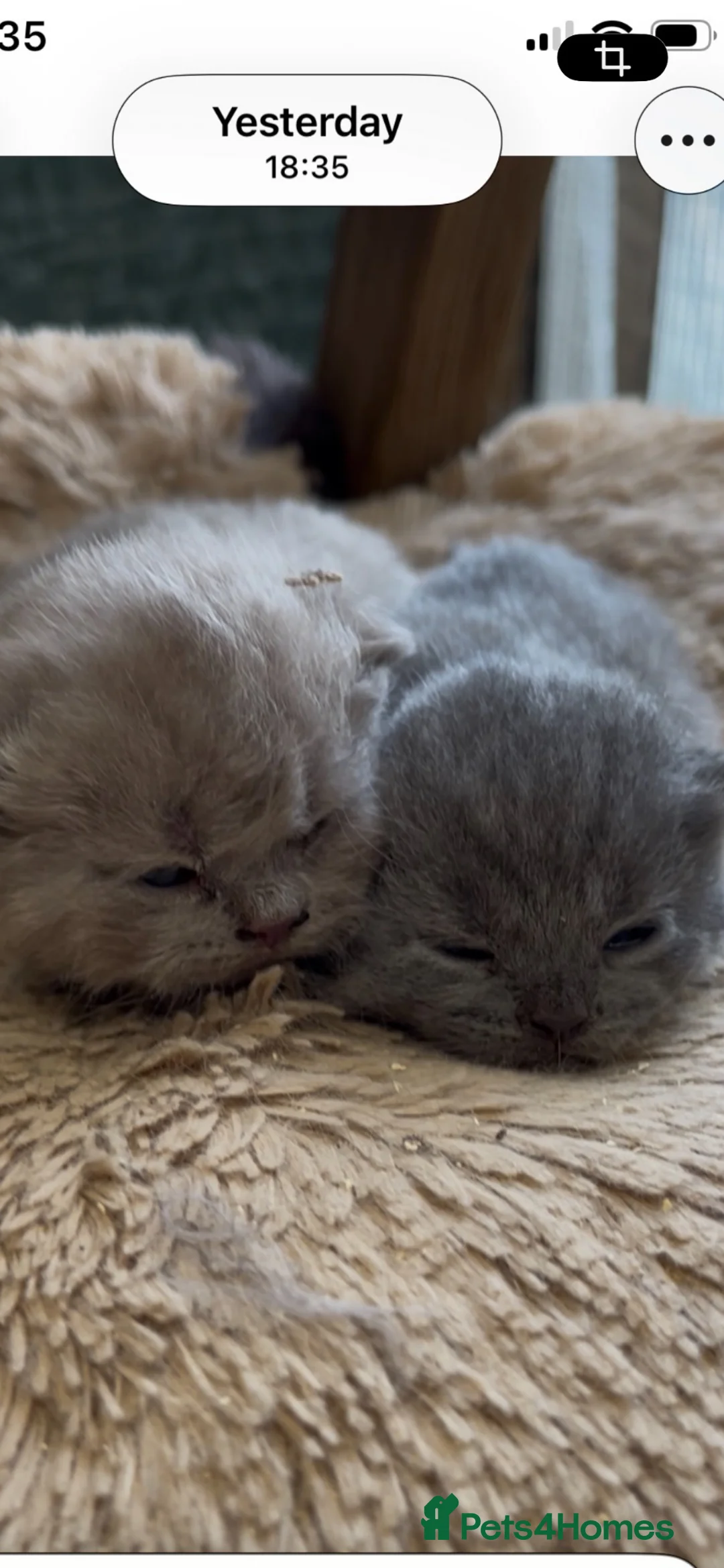 British Shorthair cats for sale: Boy kittens - Advert 1
